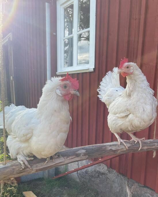 Gamla Ersgarden I Ersmark Umeå Esterno foto